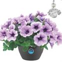 Bild von HP27 o.kl. Petunia compact Purple vein